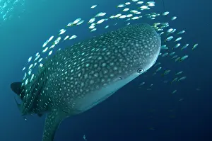 Typus: 80186812 Whale Shark - surrounded by small fish