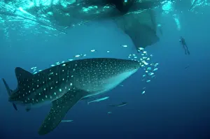 Typus: 80186813 Whale Shark - with small fish and Remoras
