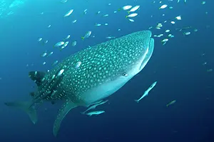 Typus: 80186814 Whale Shark - with small fish and Remoras