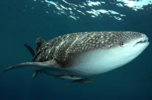 Typus: 80186815 Whale Shark - with Remoras Cenderawasih