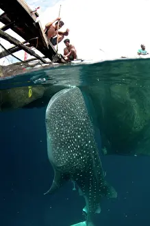 Fishermen: 80186816 Whale Shark - being fed by fishermen at