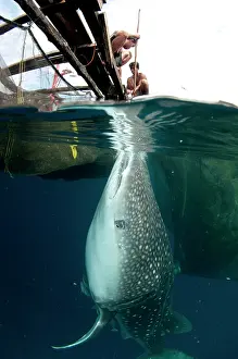 Fishermen: 80186817 Whale Shark - being fed by fishermen at
