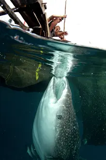 Fishermen: 80186818 Whale Shark - being fed by fishermen at