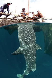 Fishermen: 80186819 Whale Shark - being fed by fishermen at