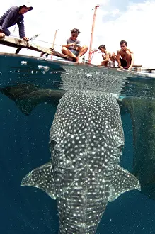 Fishermen: 80186820 Whale Shark - being fed by fishermen at