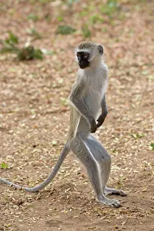 Vervet: 80186821 Black-faced vervet monkey standing up on