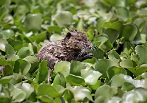 Invader: 80186822 Coypu feeding in water hyacinth bed imported