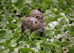Invader: 80186823 Coypus feeding in water hyacinth bed imported