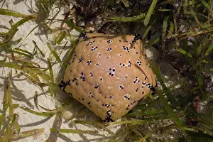 Dorsal: 80186824 Dorsal view of Cushion star Culcita schmideliana