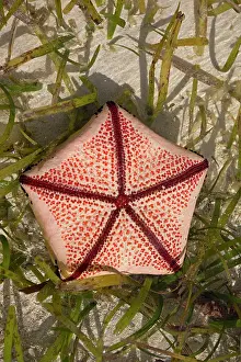 Found: 80186825 Cushion star found in shallow pool at low