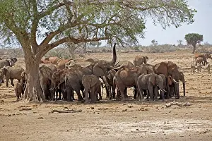 Tsavo: 80186826 Elephant herd under shade of winterthorn