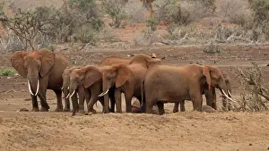 Tsavo: 80186827 Elephant herd at waterhole Tsavo East National