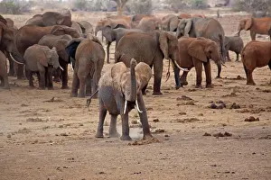 Testing: 80186828 Young elephant testing air with herd at