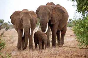 Tsavo: 80186830 Two female elephant and calf Tsavo East