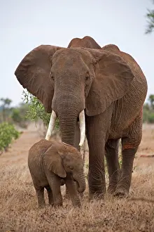 Tsavo: 80186831 Elephant cow and calf Tsavo East National