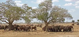 Tsavo: 80186832 Large elephant herd at waterhole Tsavo