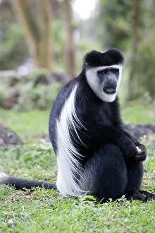 Colobus: 80186834 Black and white Colobus monkeysitting