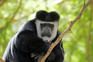 Grumpy: 80186835 Close up of Eastern Colobus monkey Elsamere