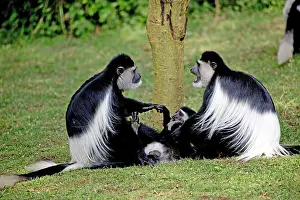 Arguing: 80186836 two Colobus monkeys sitting arguing over