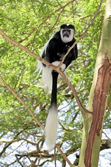 Colobus: 80186839 Eastern Colobus monkey sitting in Acacia