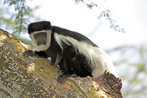 Colobus: 80186840 Colobus monkey sitting on trunk of Acacia