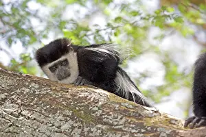 Colobus: 80186841 Colobus monkey sitting on trunk of Acacia