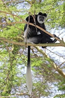 Colobus: 80186844 One Colobus monkey sitting in Acacia tree