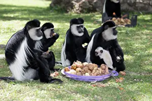 Colobus: 80186845 Group four Colobus monkeys with one white