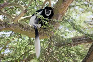 Colobus: 80186846 One Colobus monkey sitting in Acacia tree