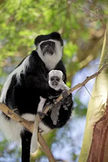 Colobus: 80186847 Close up of Colobus monkey with baby sitting