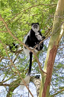 Colobus: 80186849 Eastern Colobus monkey mother with baby