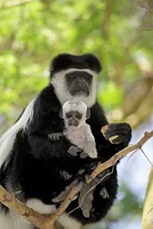 Colobus: 80186850 Eastern Colobus monkey with baby sitting