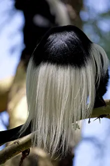 Naivasha: 80186851 Rear view Colobus monkey Elsamere Naivasha