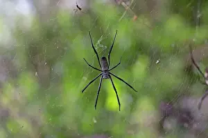 Argiope: 80186853 Dorsal view Orb weaving spider in web Elsamere