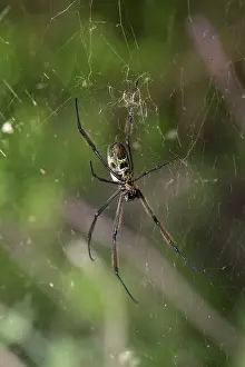 Mark Boulton: 80186854 Unsderside of Orb weaving spider in web