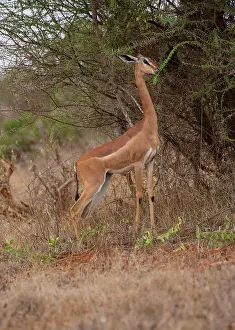 Mark Boulton: 80186855 Gerenuk - feeding on Acacia shrub Tsavo