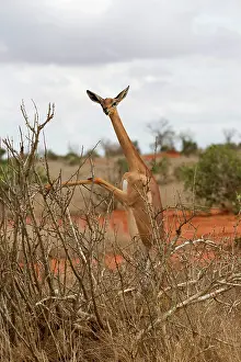 Mark Boulton: 80186856 Gerenuk browsing Tsavo East National Park