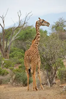 Mark Boulton: 80186857 Giraffe Tsavo East National Park, Kenya