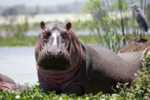 Mark Boulton: 80186858 Hippopotamus - half out of water looking