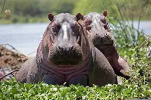 Mark Boulton: 80186859 Two Hippopotamus half in water facing photographer
