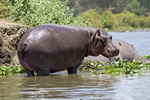 Mark Boulton: 80186860 One hippo emerged standing Lake Naivasha