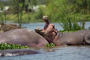 Mark Boulton: 80186862 Partly submerged hippo yawning Lake Naivasha