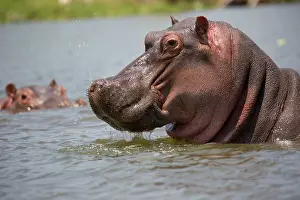 Mark Boulton: 80186863 Hippo - close up of head Lake Naivasha
