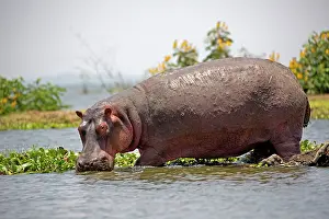 Naivasha: 80186865 One adult hippo out of water Lake Naivasha