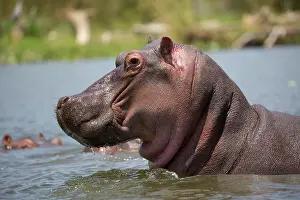 Naivasha: 80186866 Hippo - closeup of head Lake Naivasha