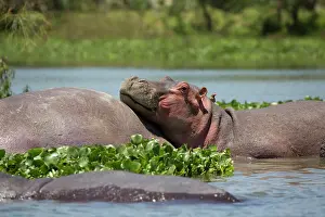 Amphibius: 80186867 Head of one hippo resting back of another