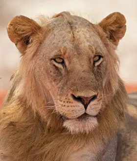 Tsavo: 80186868 Portrait young male lion Tsavo National