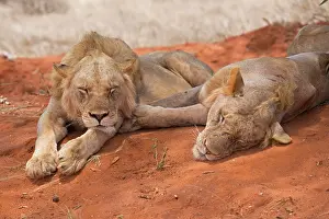 Tsavo: 80186869 Sleepy lion and lioness Tsavo National