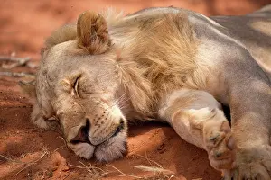Nationa: 80186870 closeup young male lion sleeping Tsavo