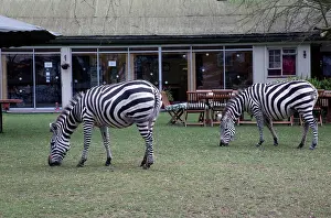 Naivasha: 80186871 Zebra grazing on lawn outside Lodge Elsamere